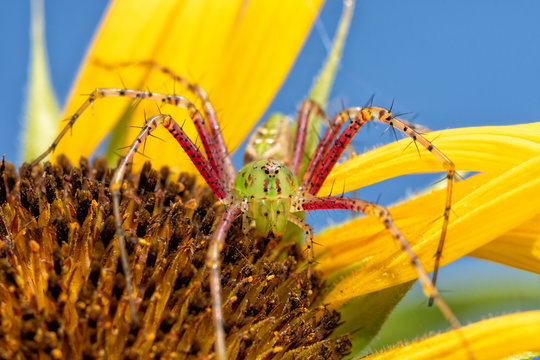 Beautiful female Green Lynx spider on top of a Sunflower waiting for prey - Powered by Adobe