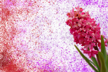 Red hyacinth on a background of colored splashes in red and purple tones, suitable for postcards and greetings