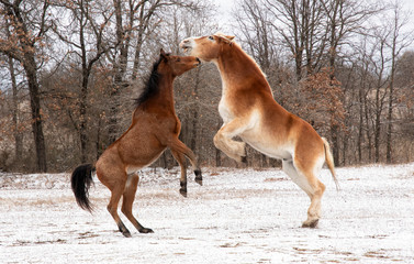 Two horses play fighting and rearing up; a red bay Arabian and a blond Belgian draft horse; on a...