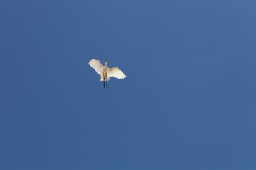 Fototapeta premium seagull flying in the sky
