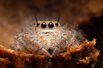 Beautiful Phidippus princeps jumping spider sitting inside an acorn cap