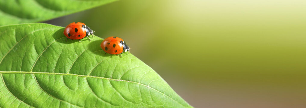Macro red two Ladybug on leaf. Nature horizontal background.