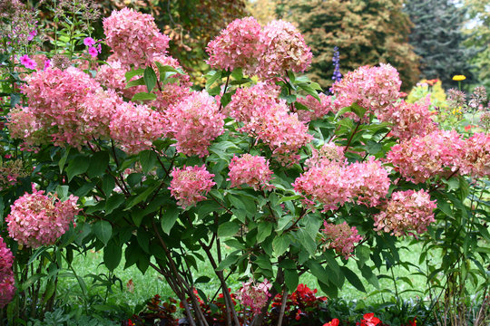 Bush of a hydrangea paniculata during flowering are a garden ornament.
