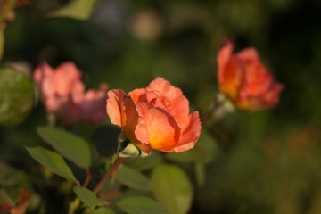 Close-up of yellow roses. Selective focus and shallow depth of field.