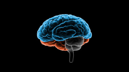 Brain head human mental idea mind 3D illustration background