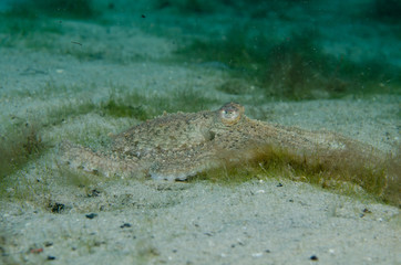 Atlantic Longarm Octopus hunting along the ocean bottom