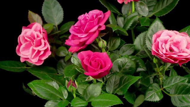 Beautiful Time Lapse of Opening Pink Rose Flower on Black Background. 4K.