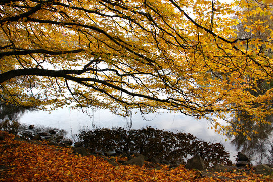 H&ouml;st p&aring; Djurg&aring;rden.