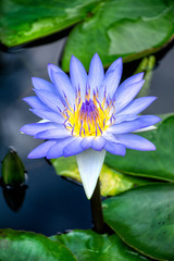 Blue and purple water lily