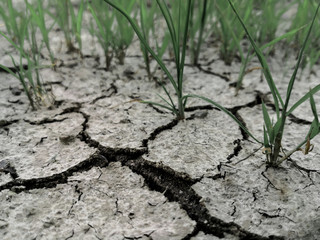 The grass and dried cracked earth. Because of no rain and drought season.