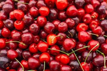 Pile of ripe cherries with stalks and leaves. Large collection of fresh red cherries. Ripe cherries background.