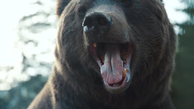 Funny brown bear's muzzle in forest wild danger european grass fur summer dangerous nature woods wilderness summertime outdoors powerful life fauna slow motion