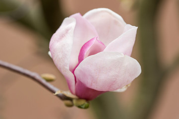 Magnolie Blüte Frühling