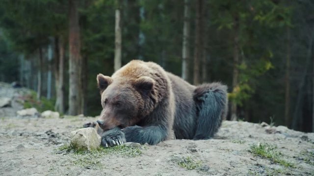 Lazy sleepy grizzley lying on ground dreaming in the wilderness. Lonely beautiful carpathian brown bear in the woods nature landscape. Wildlife concept.