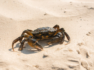 Closeup of Crab on a Beach Outdoors