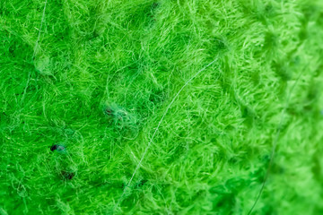 green grass background