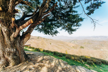 Mountain view from behind a large tree on a rock
