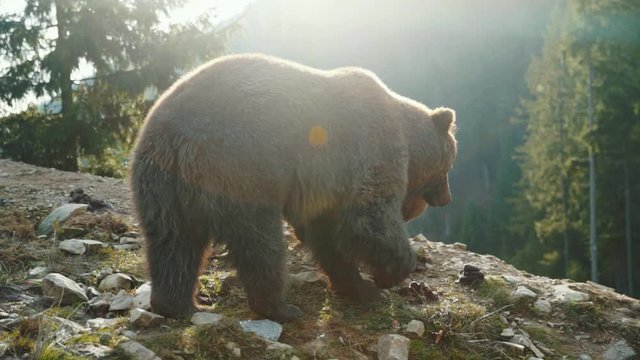 Couple Carpathian brown bears at sunset in beautiful mountain landscape. Two hungry furry grizzly bears walking together searching for food in the wilderness.