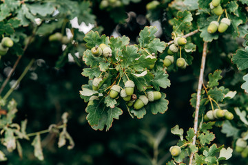 Closeup of branches with acorn on a summer day. The acorns on the oak tree branches