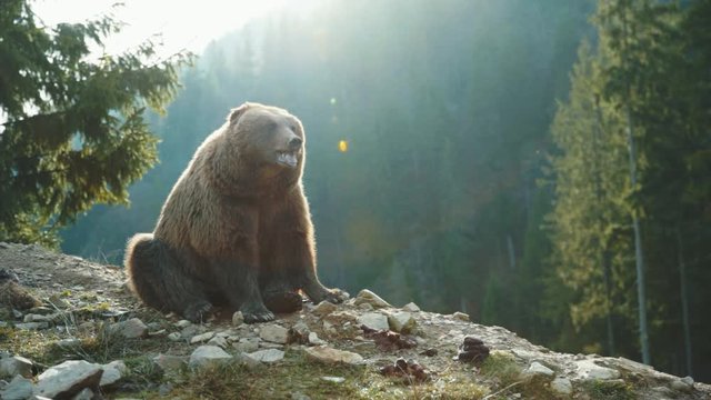 Cute carpathian grizzley sitting on cliff top in the woods. Funny animal brown bear with tongue out roariong waiting food at sunset. Amazing landscape background. Wildlife.