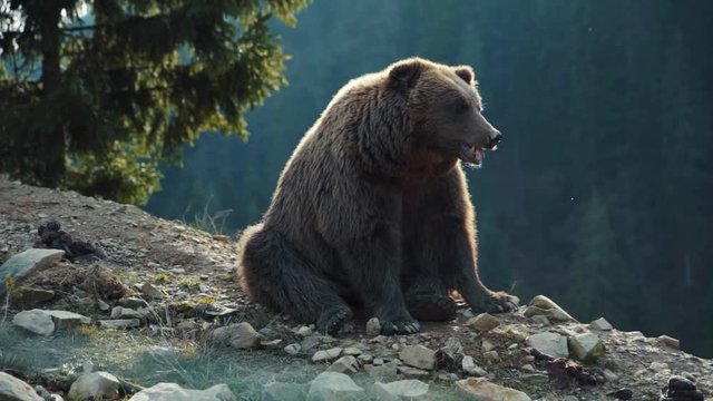 Carpathian brown bear in cinematic wood landscape. Brown lazy bear sitting on clifftop smelling food tongue out. Beautiful nature landscape. Wildlife.