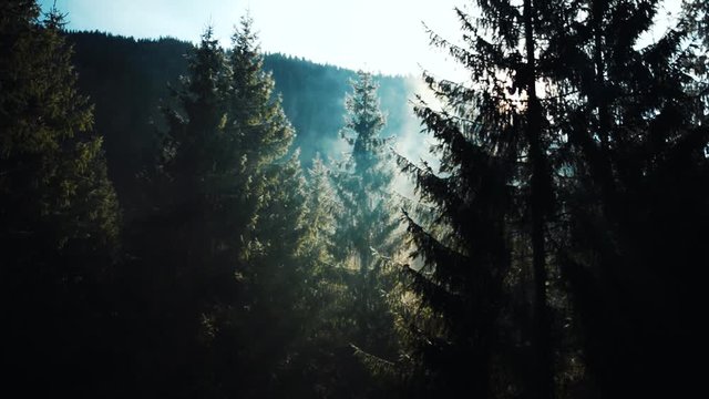 Cinematic morning misty pine forest at sunrise. Beautiful scenery of green woods in the mountains. Morning haze. Freshness, nature and freedom concept.