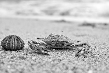 Shells and crab in black and white image