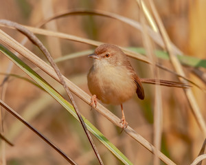 A plain prinia sitting on a plant