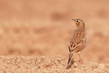 A paddyfield pipit in golden light sitting on ground
