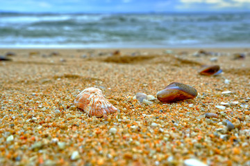 sea shell on the beach