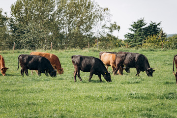 Naklejka na ściany i meble Group of cows grazing on a green meadow. Cows graze on the farm
