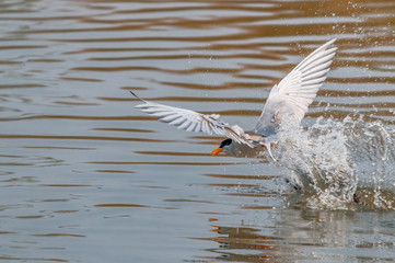A river tern coming out from water just after taking a dive