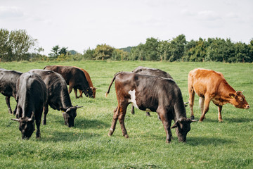 Naklejka na ściany i meble Dairy cows grazing in the meadow. Cows graze on the green grass.