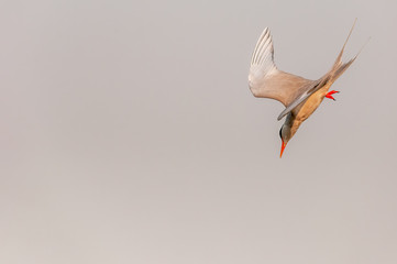 A river tern is diving in the sky