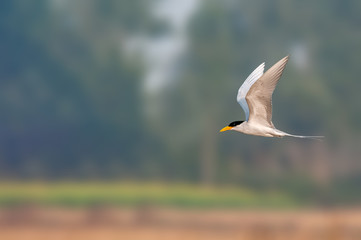 A river tern flying agianst green background