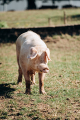 Pigs graze on the farm. Pigs and farm.