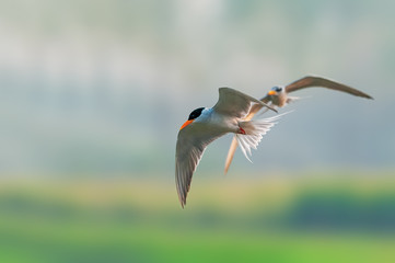 A river tern is flying while the other one is following