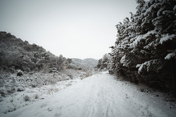 camino con nieve 