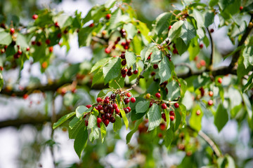 Ripe berries cherries and not until the end of dospevshie berries on the branch. Close-up view of the berries.