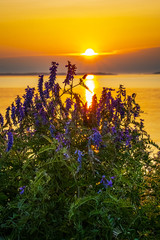 Wild flowers along the coastline during golden hour and the setting sun.
