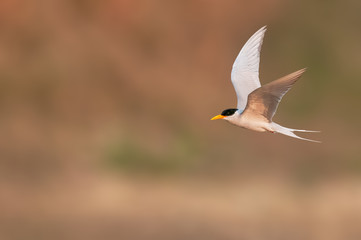 A river tern is flying against a smooth background
