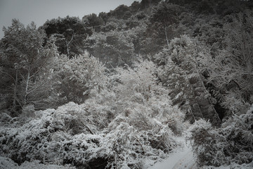 bosque con nieve