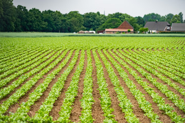 Rural vegetable fields. Lettuce, beetroot, spinach. Beautiful rural fields.