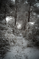 camino nevado del bosque 