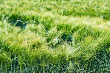 Young green barley growing in the field