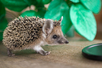 cute hedgehog walks on the bench