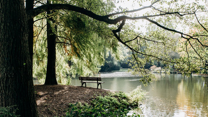 Empty bench on the shore of lake framed by trees with beautiful view of the lake's coast