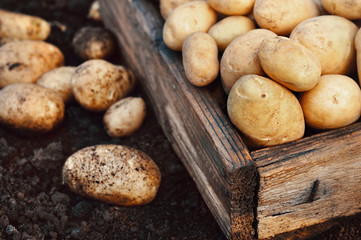 Summer or autumn raw harvested potatoes in wooden crate, soil background, selective focus, toned	