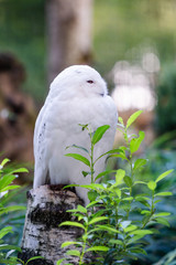portrait of a beautiful snow owl. Bubo scandiacus.