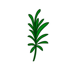 rosemary doodle icon, vector illustration